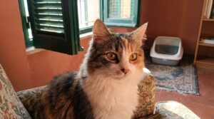 scopri perché spostare la lettiera del tuo gatto può causare confusione e stress, facendogli perdere i suoi punti di riferimento essenziali.