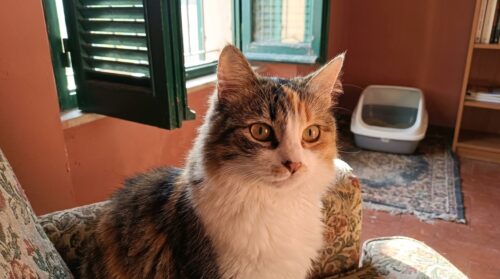 scopri perché spostare la lettiera del tuo gatto può causare confusione e stress, facendogli perdere i suoi punti di riferimento essenziali.